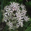  Liliane Roubaudi - Allium nigrum L. [1762]