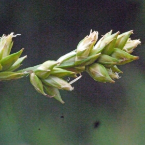  - Carex linkii Willd. ex Schkuhr [1806]