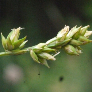 Carex distachya Desf. (Laiche à longues bractées)