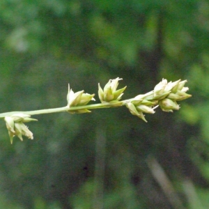  - Carex linkii Willd. ex Schkuhr [1806]