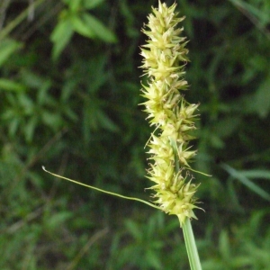 Photographie n°134611 du taxon Carex vulpina L. [1753]