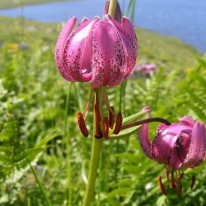 Photographie n°134619 du taxon Lilium martagon L. [1753]