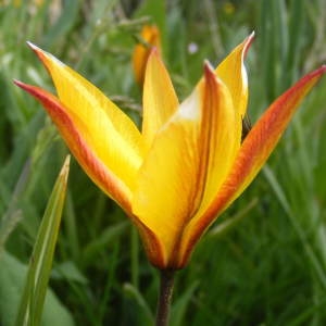 Photographie n°134621 du taxon Tulipa sylvestris subsp. australis (Link) Pamp.