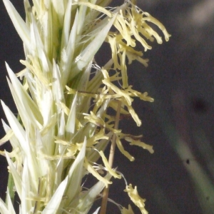 Ammophila arenaria (L.) Link (Oyat)