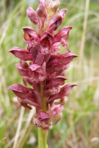 Jean-Claude Calais, le 23 mai 2008 (Gabrias)