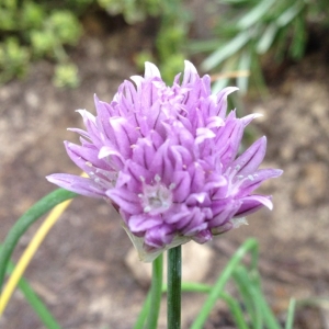 Photographie n°134673 du taxon Allium schoenoprasum L. [1753]