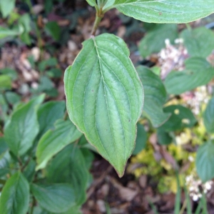 Photographie n°134674 du taxon Cornus sanguinea L.