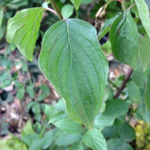 Photographie n°134677 du taxon Cornus sanguinea L.