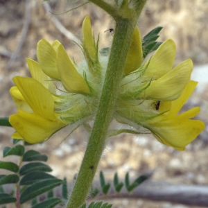  - Astragalus alopecuroides L. [1753]