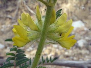 Liliane Roubaudi, le 20 mai 2013 (Nissan-lez-Enserune)