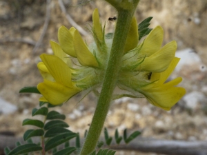 Liliane Roubaudi, le 20 mai 2013 (Nissan-lez-Enserune)