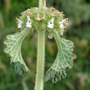 Marrubium vaillantii Coss. & Germ. (Marrube blanc)