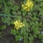  VNE Collège BALZAC Neuilly sur marne - Diplotaxis tenuifolia (L.) DC. [1821]