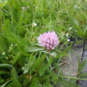 Photographie n°134731 du taxon Trifolium pratense L. [1753]