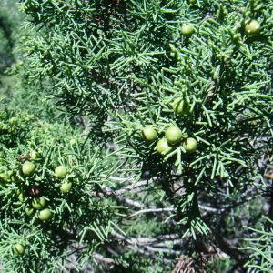  - Juniperus phoenicea subsp. lycia (L.) Molin.