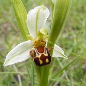 Photographie n°134744 du taxon Ophrys apifera Huds.