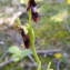  Jean-Claude Calais - Ophrys insectifera L. [1753]