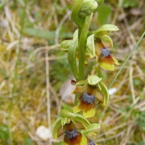  - Ophrys aymoninii (Breistr.) Buttler [1986]