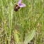  Jean-Claude Calais - Ophrys scolopax Cav. [1793]