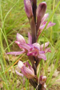 Jean-Claude Calais, le 17 juin 2010 (Marvejols)