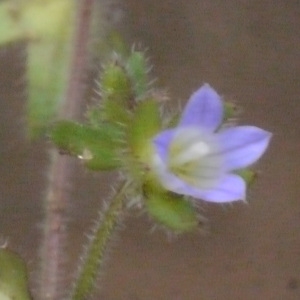 Wahlenbergia erinus (L.) Link (Campanule à petites fleurs)