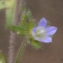  Liliane Roubaudi - Campanula erinus L.