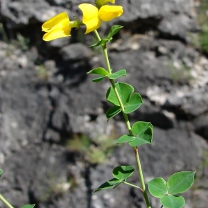 Photographie n°134861 du taxon Cytisus sessilifolius L. [1753]