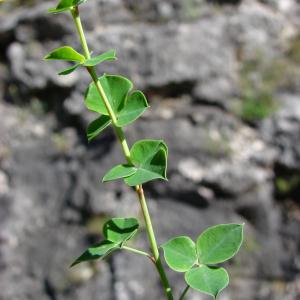 Photographie n°134862 du taxon Cytisus sessilifolius L. [1753]