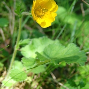 Photographie n°134867 du taxon Geum sylvaticum Pourr. [1788]