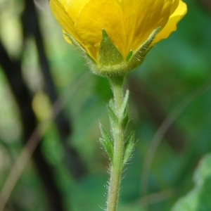 Photographie n°134868 du taxon Geum sylvaticum Pourr. [1788]