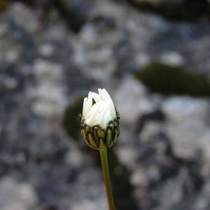 Photographie n°134880 du taxon Leucanthemum graminifolium (L.) Lam. [1779]