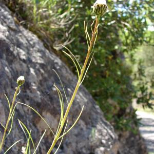  - Leucanthemum graminifolium (L.) Lam. [1779]