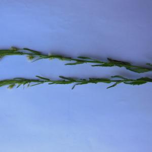 Photographie n°134894 du taxon Turritis glabra L.