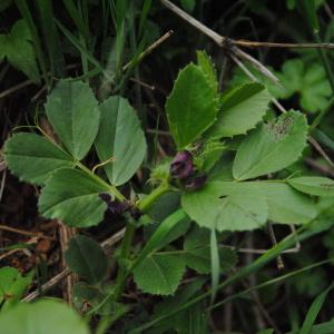 Photographie n°134897 du taxon Vicia serratifolia Jacq. [1778]