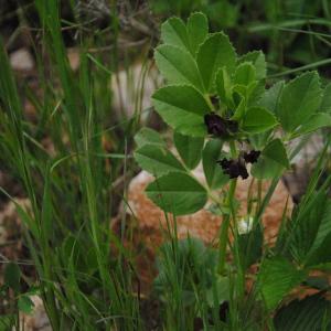 Photographie n°134898 du taxon Vicia serratifolia Jacq. [1778]