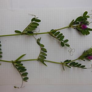 Photographie n°134901 du taxon Vicia sativa subsp. notata Asch. & Graebn.