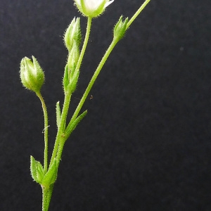 Photographie n°134912 du taxon Arenaria serpyllifolia subsp. leptoclados (Rchb.) Nyman [1878]