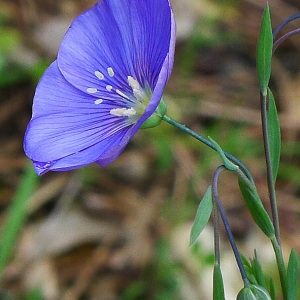 Photographie n°134914 du taxon Linum austriacum L. [1753]