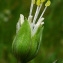  Bertrand BUI - Linum austriacum L. [1753]