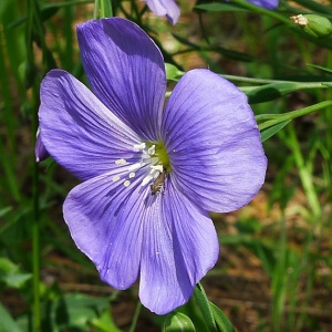  - Linum austriacum L. [1753]