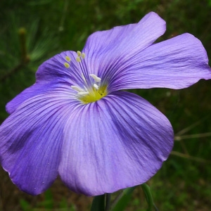  - Linum austriacum L. [1753]