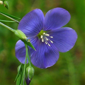 Linum austriacum L. (Lin d'Autriche)