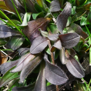Photographie n°134921 du taxon Myosotis arvensis (L.) Hill [1764]