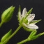  Bertrand BUI - Arenaria serpyllifolia subsp. leptoclados (Rchb.) Nyman [1878]