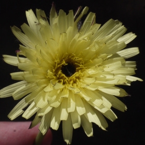 Photographie n°134946 du taxon Urospermum dalechampii (L.) Scop. ex F.W.Schmidt [1795]