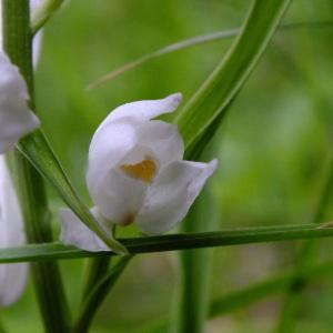 Photographie n°134953 du taxon Cephalanthera longifolia (L.) Fritsch [1888]