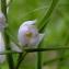  DIDIER GACHON - Cephalanthera longifolia (L.) Fritsch [1888]