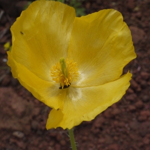 Glaucium flavum Crantz (Glaucienne jaune)