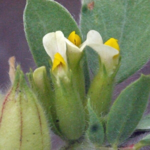  - Tripodion tetraphyllum (L.) Fourr. [1868]