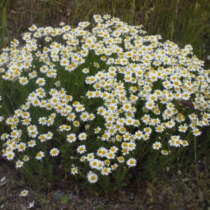 Photographie n°135000 du taxon Anthemis maritima L. [1753]